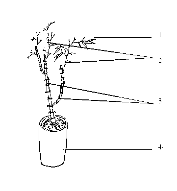 Method for manufacturing bamboo rhizome and stump bonsai