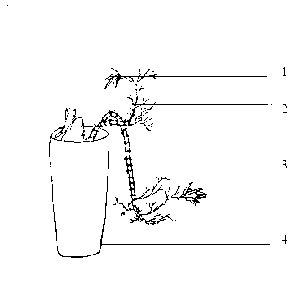 Method for manufacturing bamboo rhizome and stump bonsai