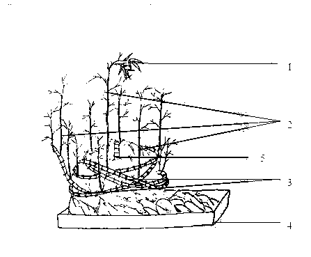 Method for manufacturing bamboo rhizome and stump bonsai