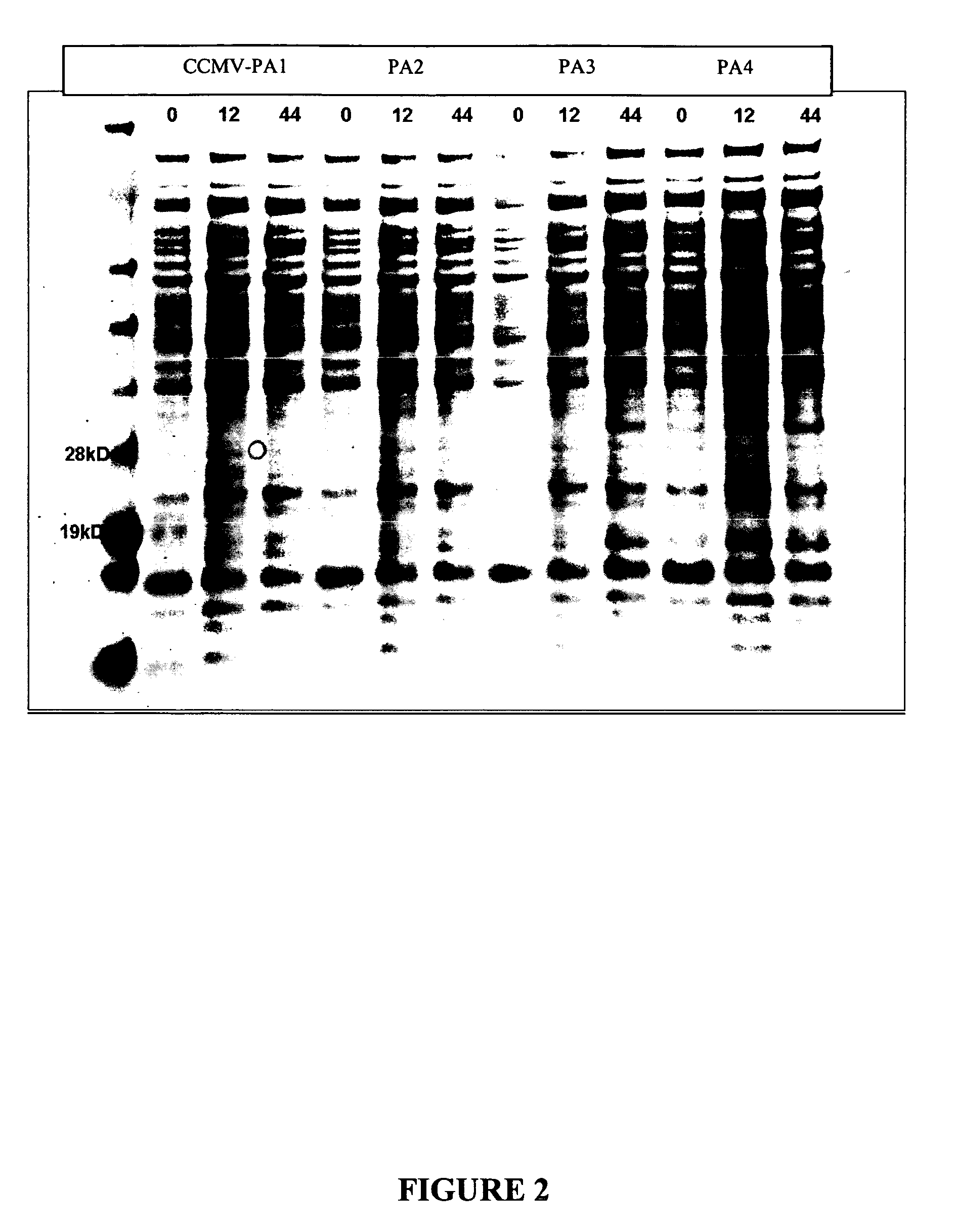 Production of multivalent virus like particles