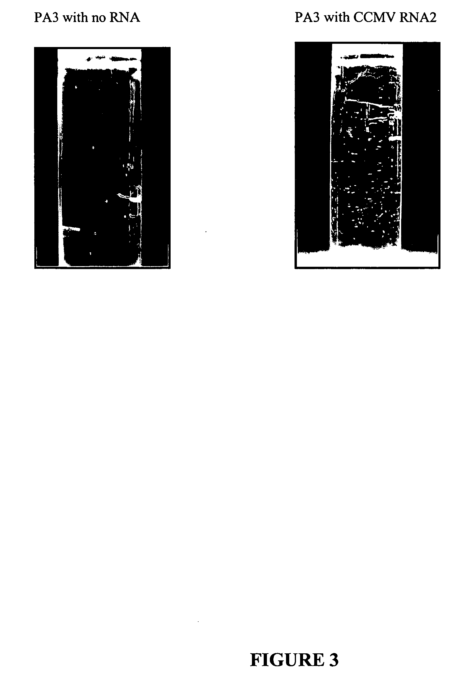 Production of multivalent virus like particles