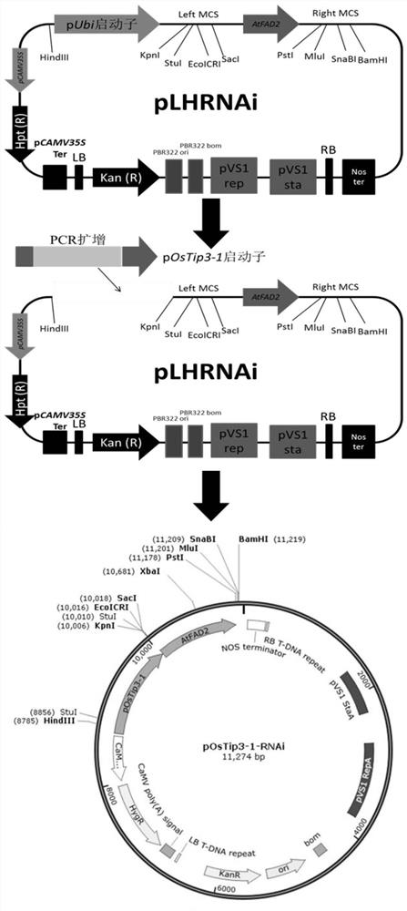 A seed-specific interference vector comprising postip3-1 promoter and its application