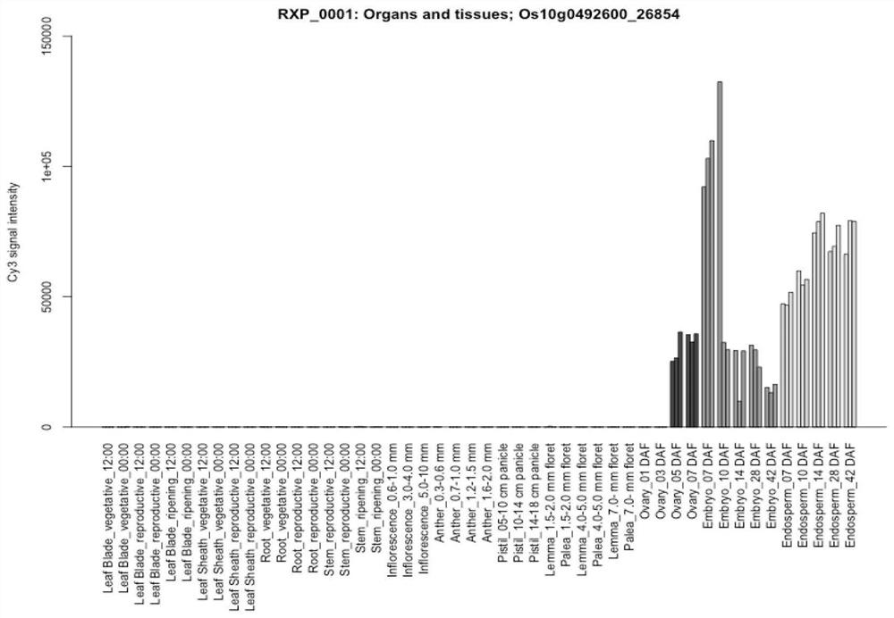 A seed-specific interference vector comprising postip3-1 promoter and its application