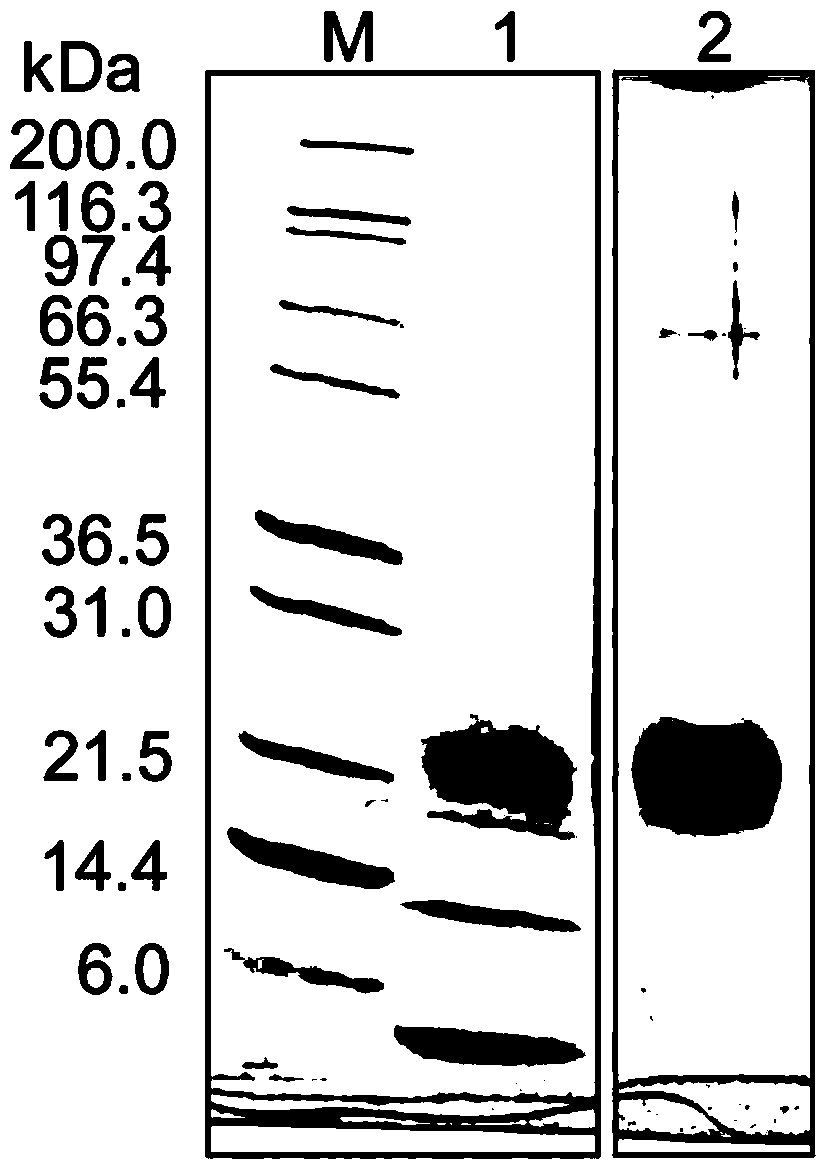 A Recombinant Escherichia coli and Its Application in Fermentative Production of 2[4fe4s]ferredoxin