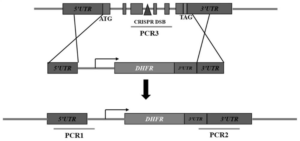 Attenuated live vaccine of Toxoplasma gondii lacking ap2iv-1 gene and its construction method