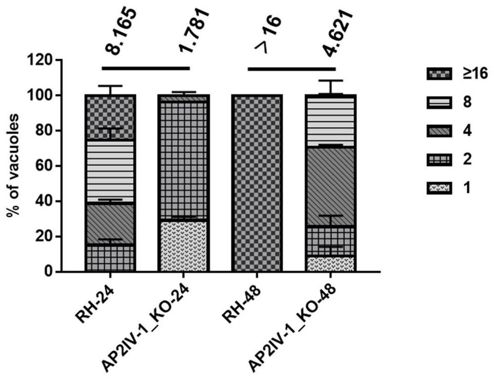 Attenuated live vaccine of Toxoplasma gondii lacking ap2iv-1 gene and its construction method