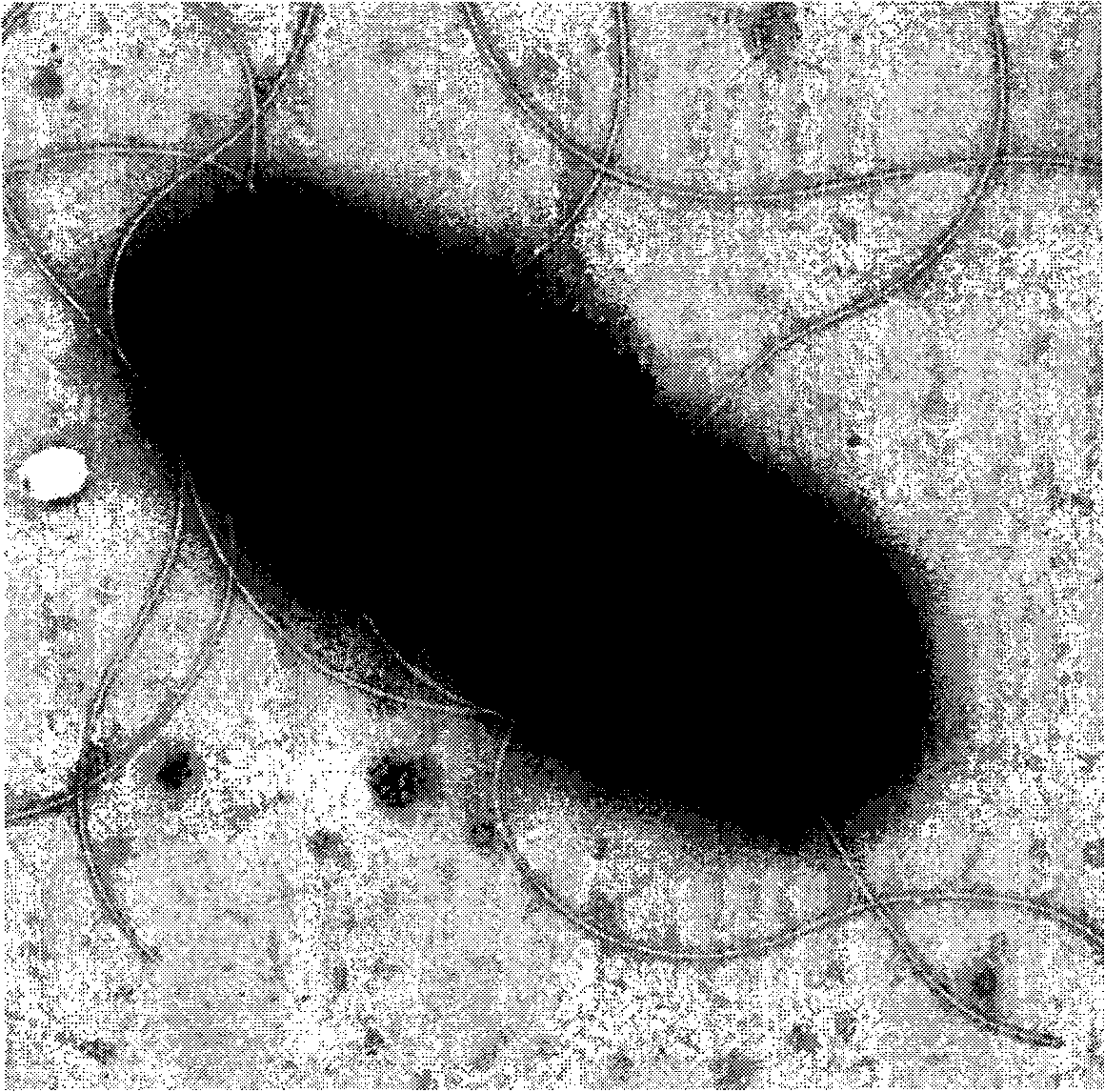 Lipopeptide-producing bacillus pumilus and application thereof