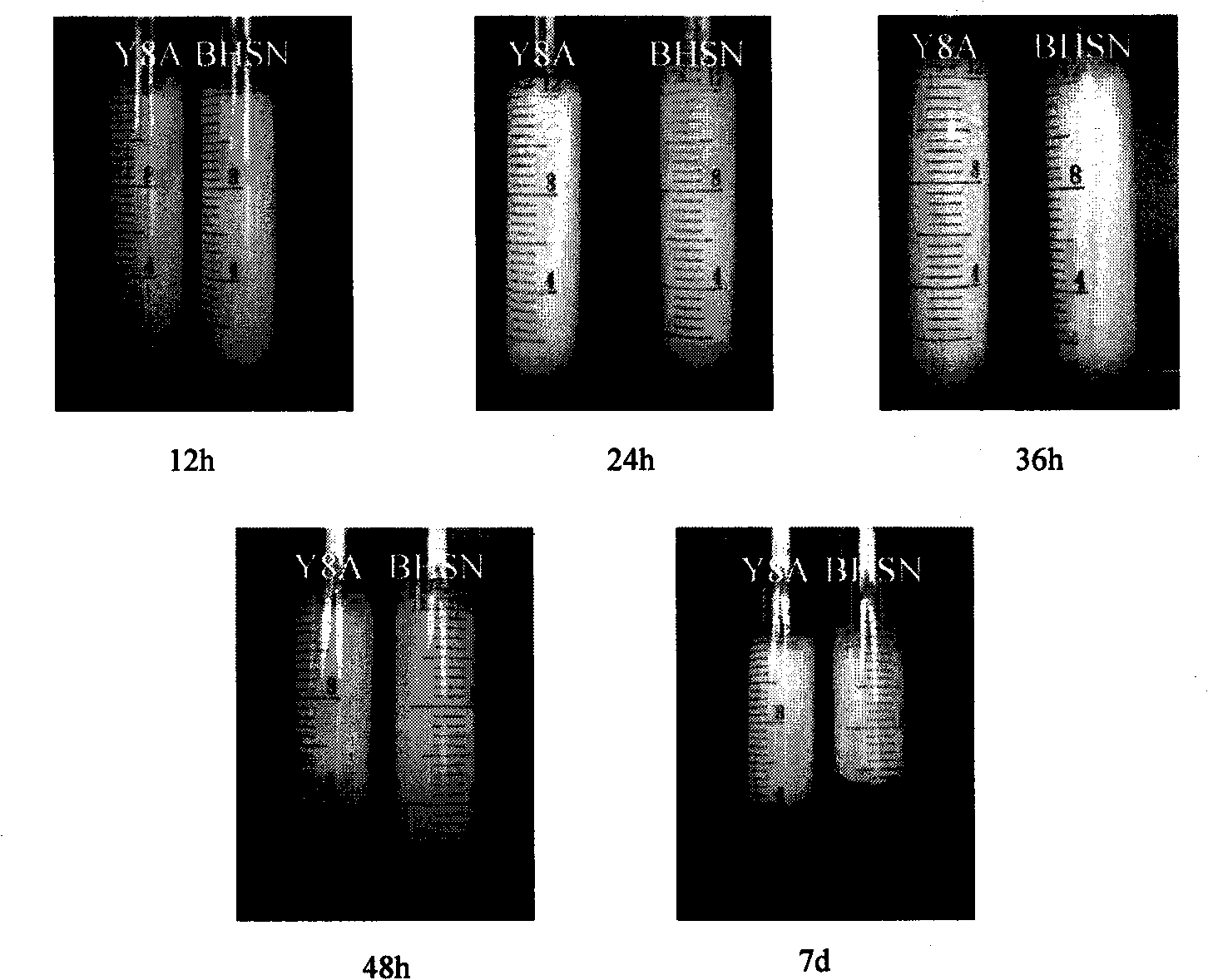 Lipopeptide-producing bacillus pumilus and application thereof