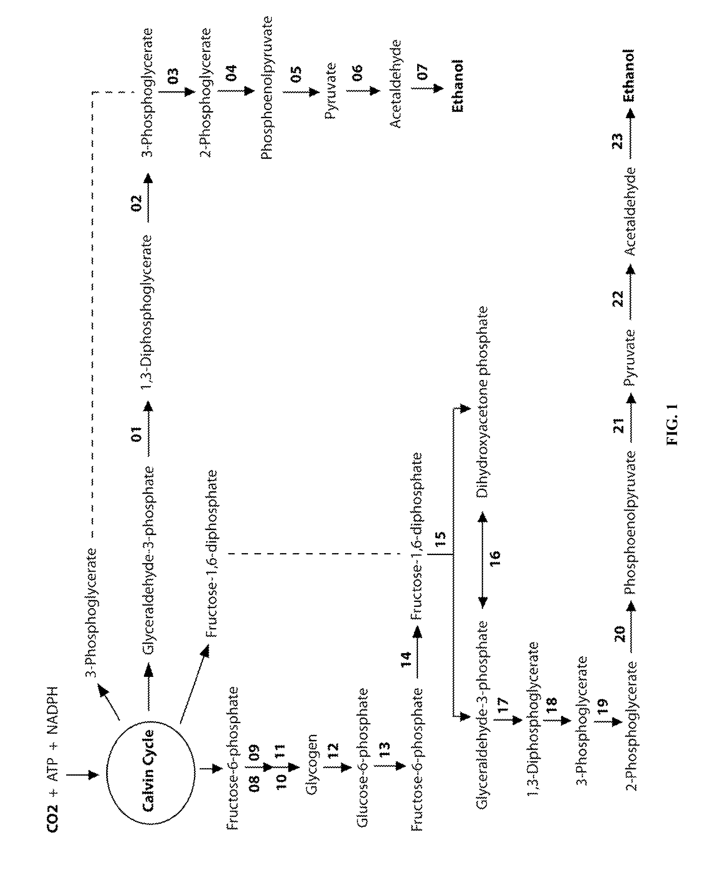 Designer Oxyphotobacteria and greenhouse distillation for photobiological ethanol production from carbon dioxide and water