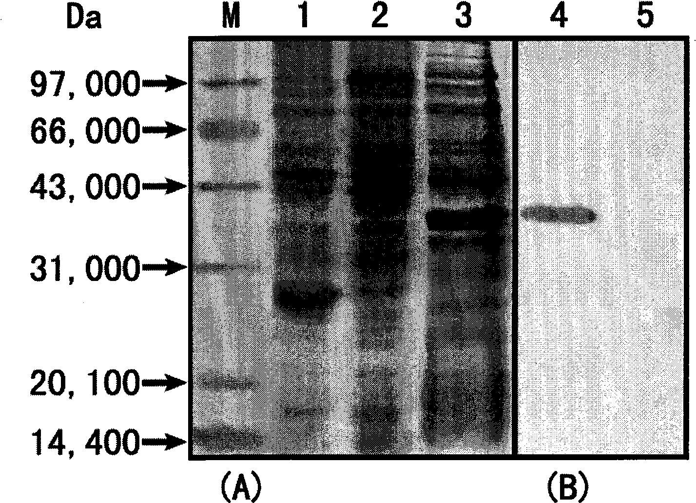 Preparation of fibrin magnetic micrometer material for separating mRNA and application thereof