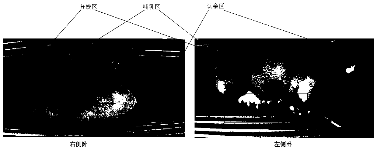 Sow side-lying posture real-time detection system based on joint partitioning of sow key parts and environment