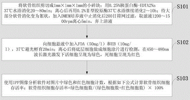 Cartilage tissue cell viability assaying method