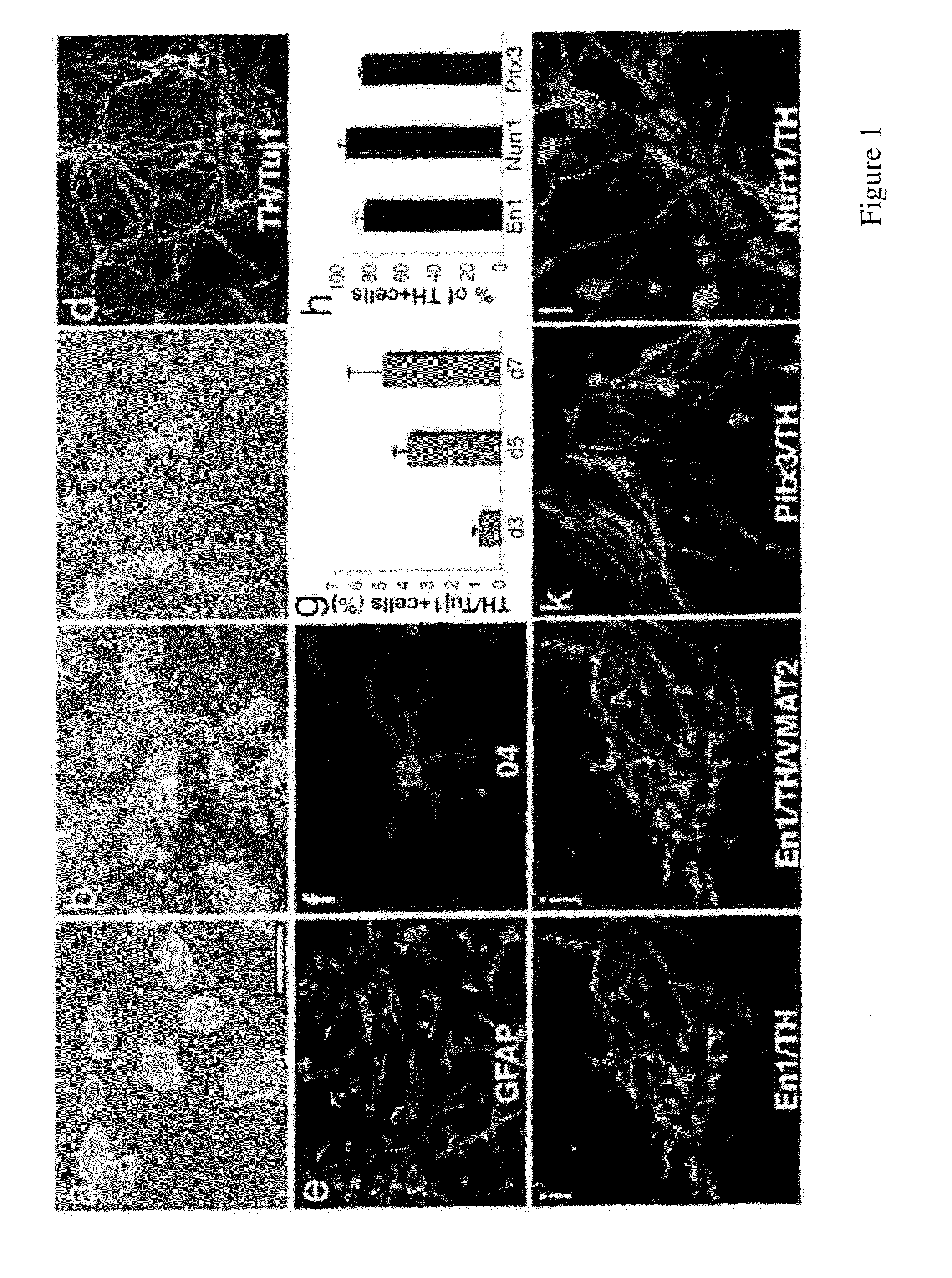 Neural stem cells derived from induced pluripotent stem cells