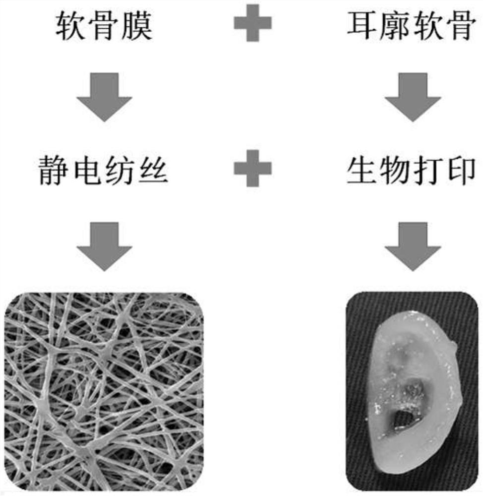 Bionic body surface tissue and step-by-step construction method thereof