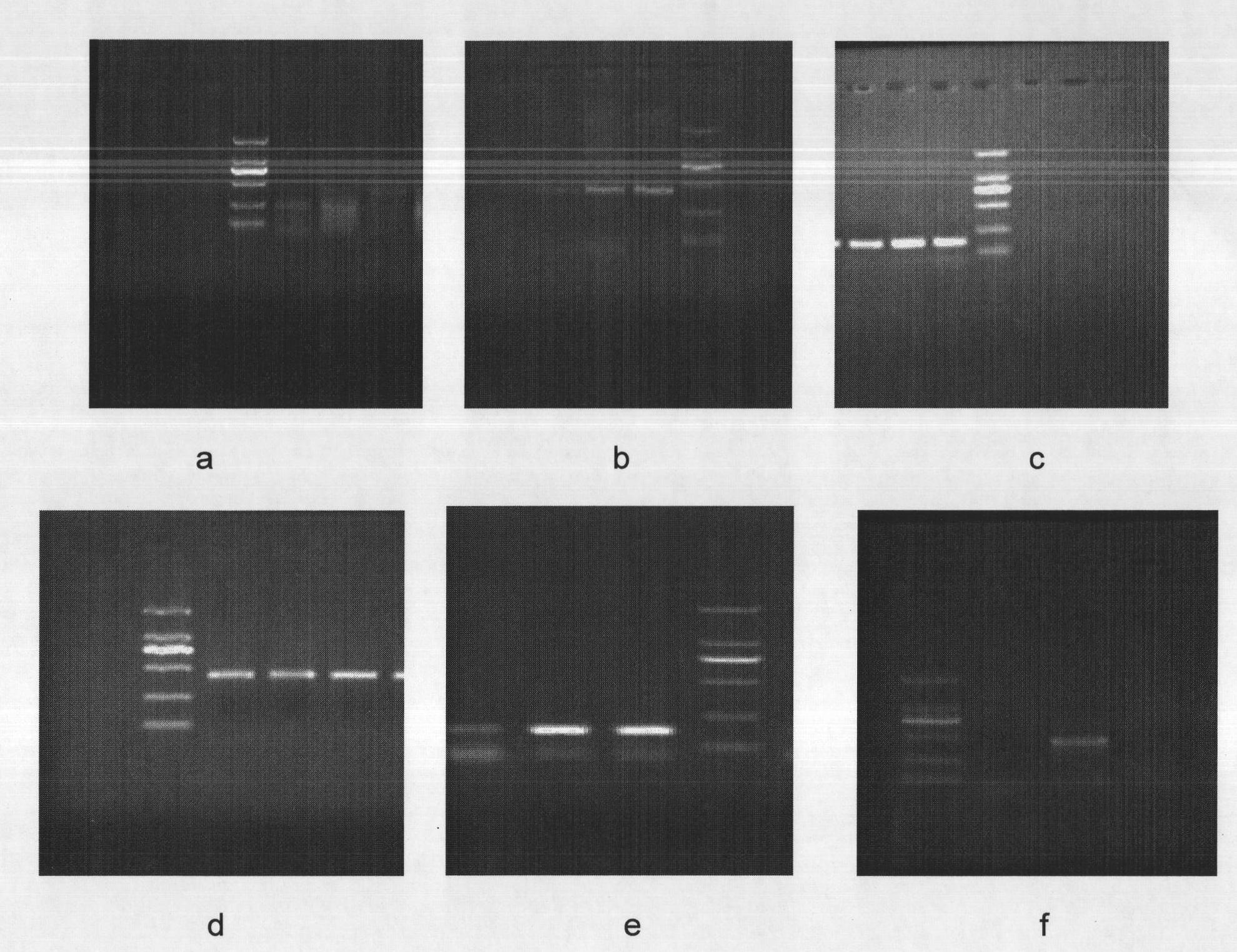 Rapid detection of KRAS (Kirsten Rat Sarcoma) gene mutation