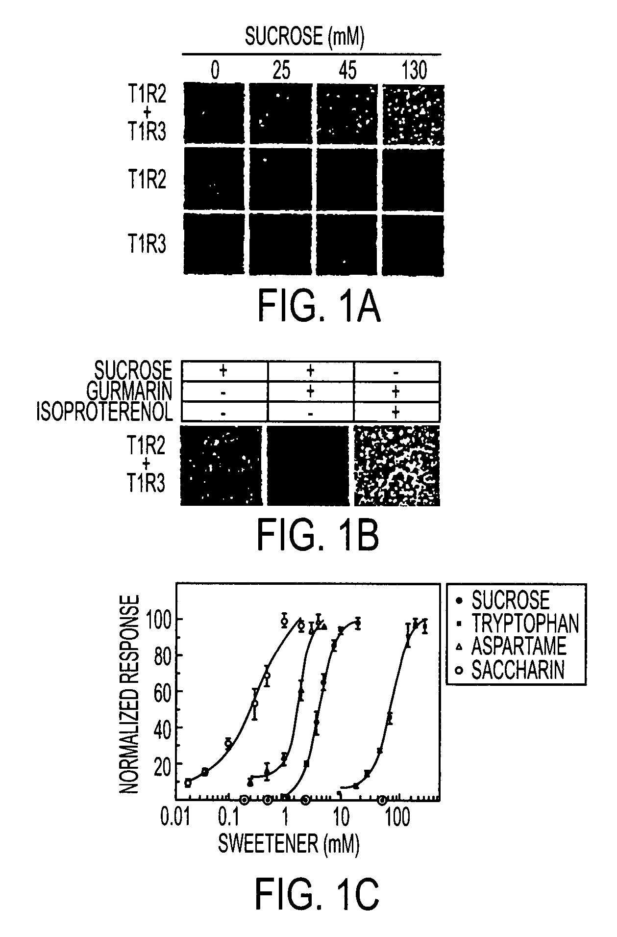 T1R Taste Receptors and Genes Encoding Same