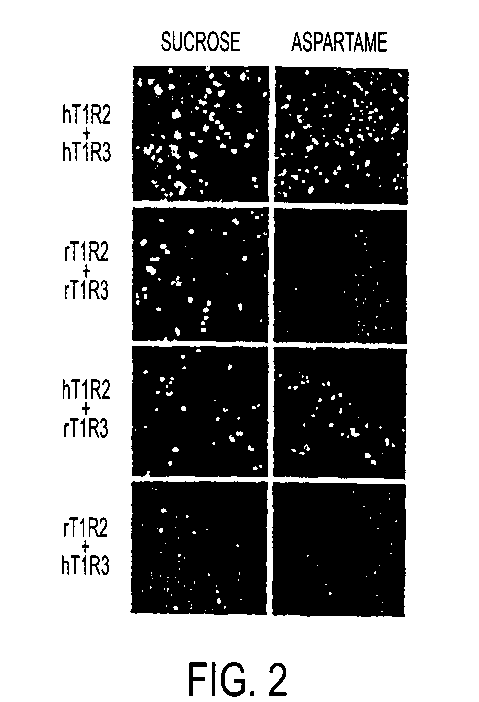 T1R Taste Receptors and Genes Encoding Same