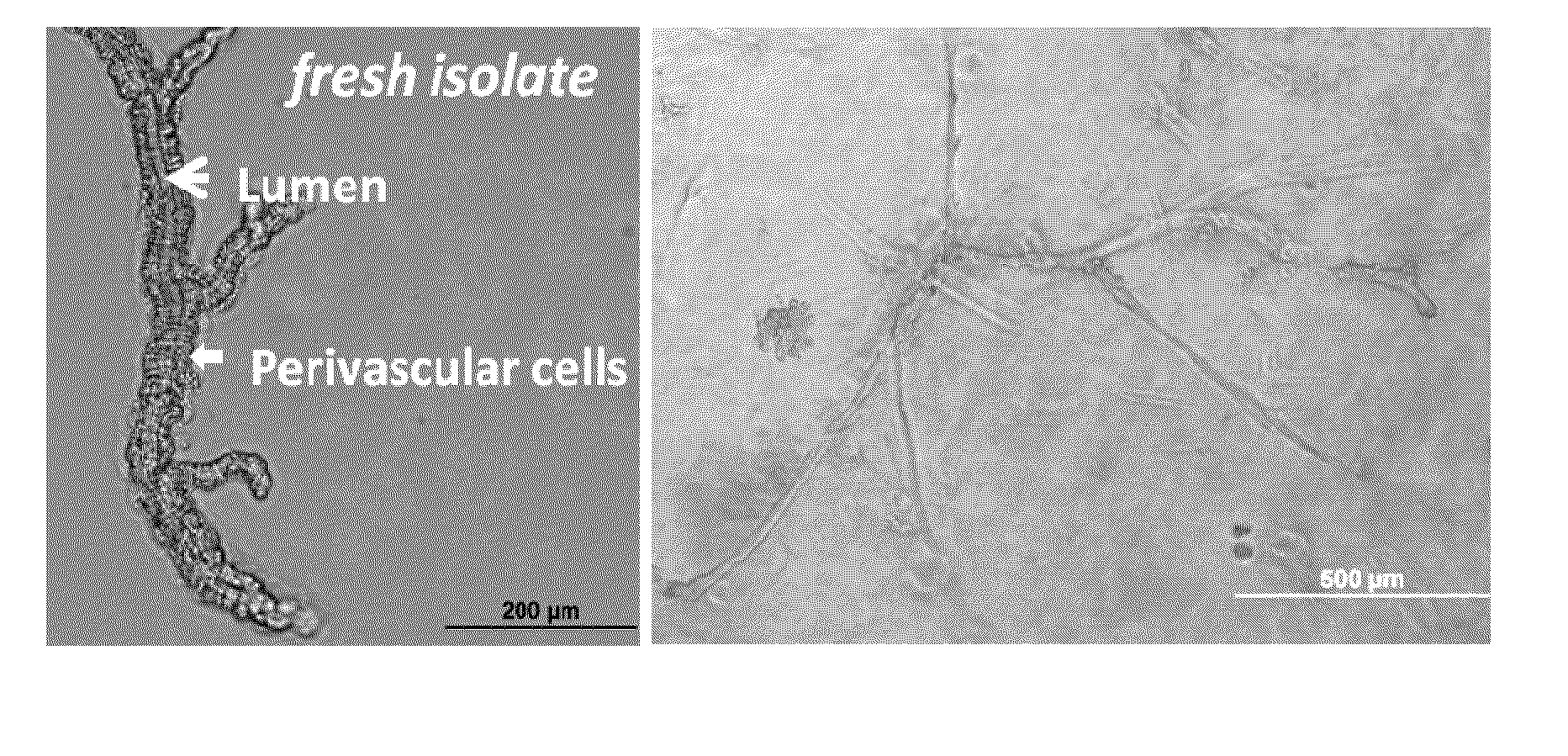 Methods and compositions to support tissue integration and inosculation of transplanted tissue and transplanted engineered penile tissue with adipose stromal cells