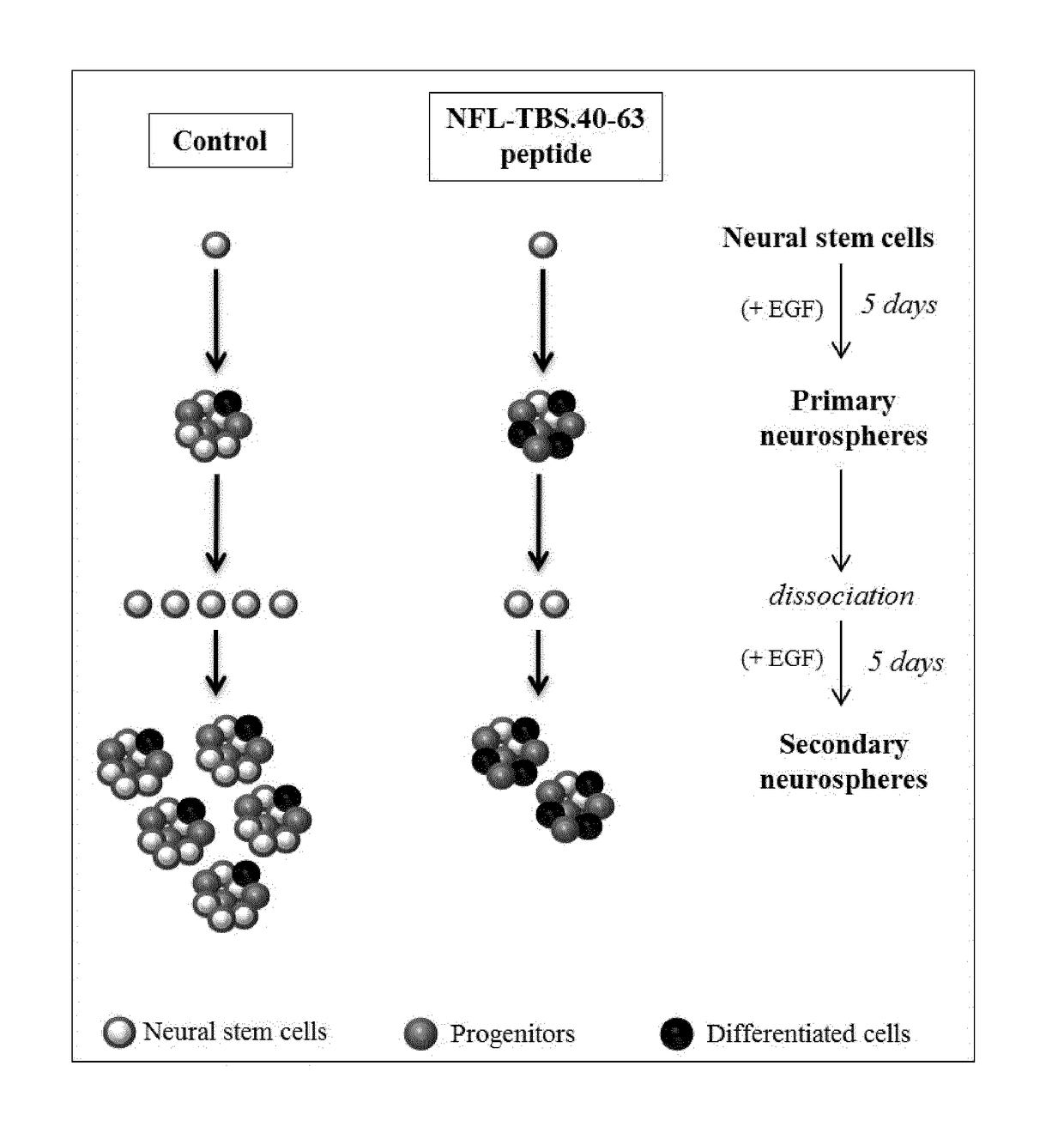 Use of a Neurofilament Peptide for Targeting Neural Stem Cells