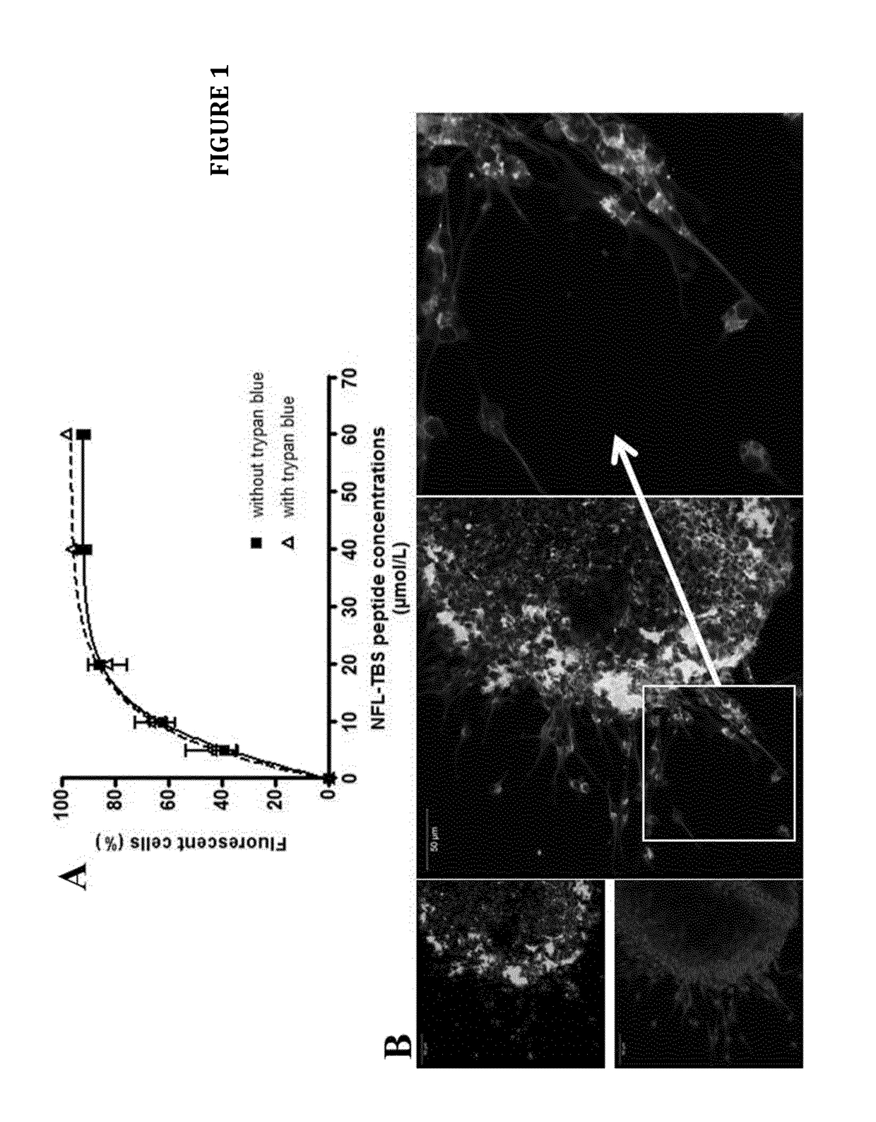 Use of a Neurofilament Peptide for Targeting Neural Stem Cells