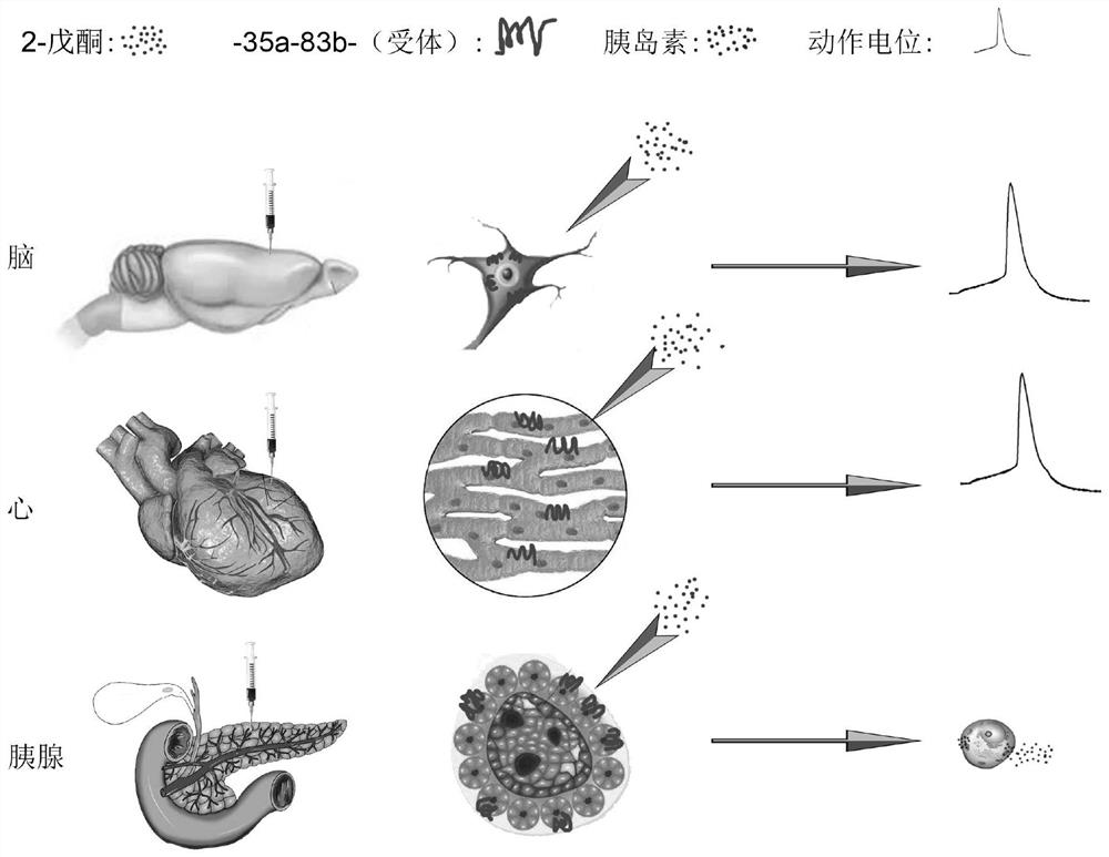 Application of 2-pentanone and specific receptor thereof in preparation of products for regulating and controlling cell functions