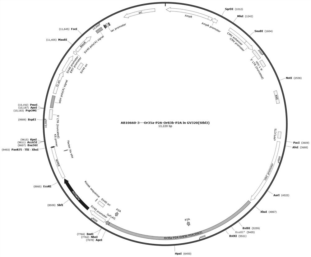 Application of 2-pentanone and specific receptor thereof in preparation of products for regulating and controlling cell functions