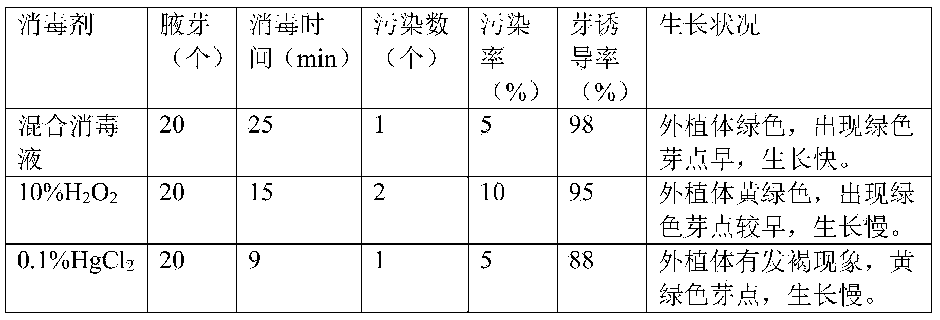 Chrysanthemum morifolium tissue culturing and breeding method