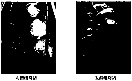 Fermented feed for improving productivity of sows as well as preparation method and application of fermented feed