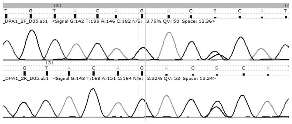 HLA-DPA1 gene typing kit