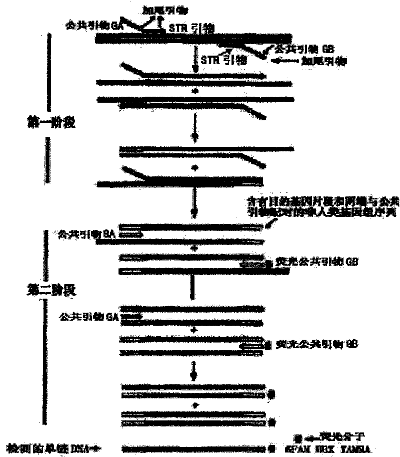 X chromosome MiniSTR fluorescent composite amplification reagent kit, preparation and use thereof