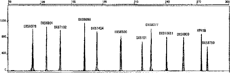 X chromosome MiniSTR fluorescent composite amplification reagent kit, preparation and use thereof