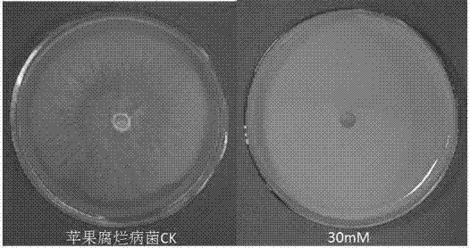 Use of curcumin in the preparation of fungicides for preventing and treating plant diseases caused by plant pathogenic bacteria