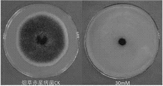 Use of curcumin in the preparation of fungicides for preventing and treating plant diseases caused by plant pathogenic bacteria