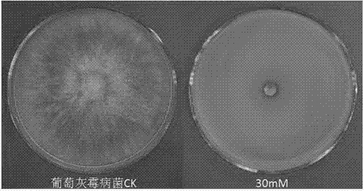 Use of curcumin in the preparation of fungicides for preventing and treating plant diseases caused by plant pathogenic bacteria