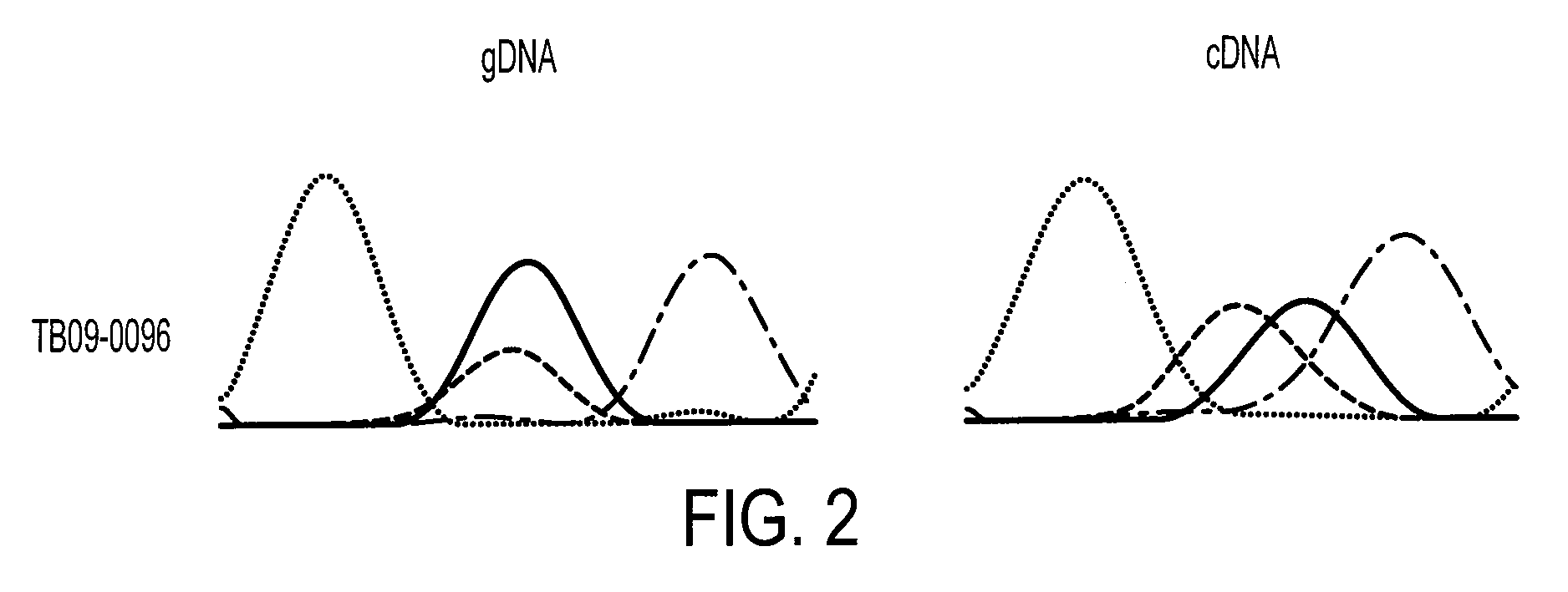 Homozygous and heterozygous IDH1 gene-defective human astrocytoma cell lines