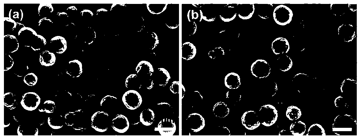 Functional magnetic bead, preparation method and method for specifically capturing circulating tumor cells of colorectal cancer