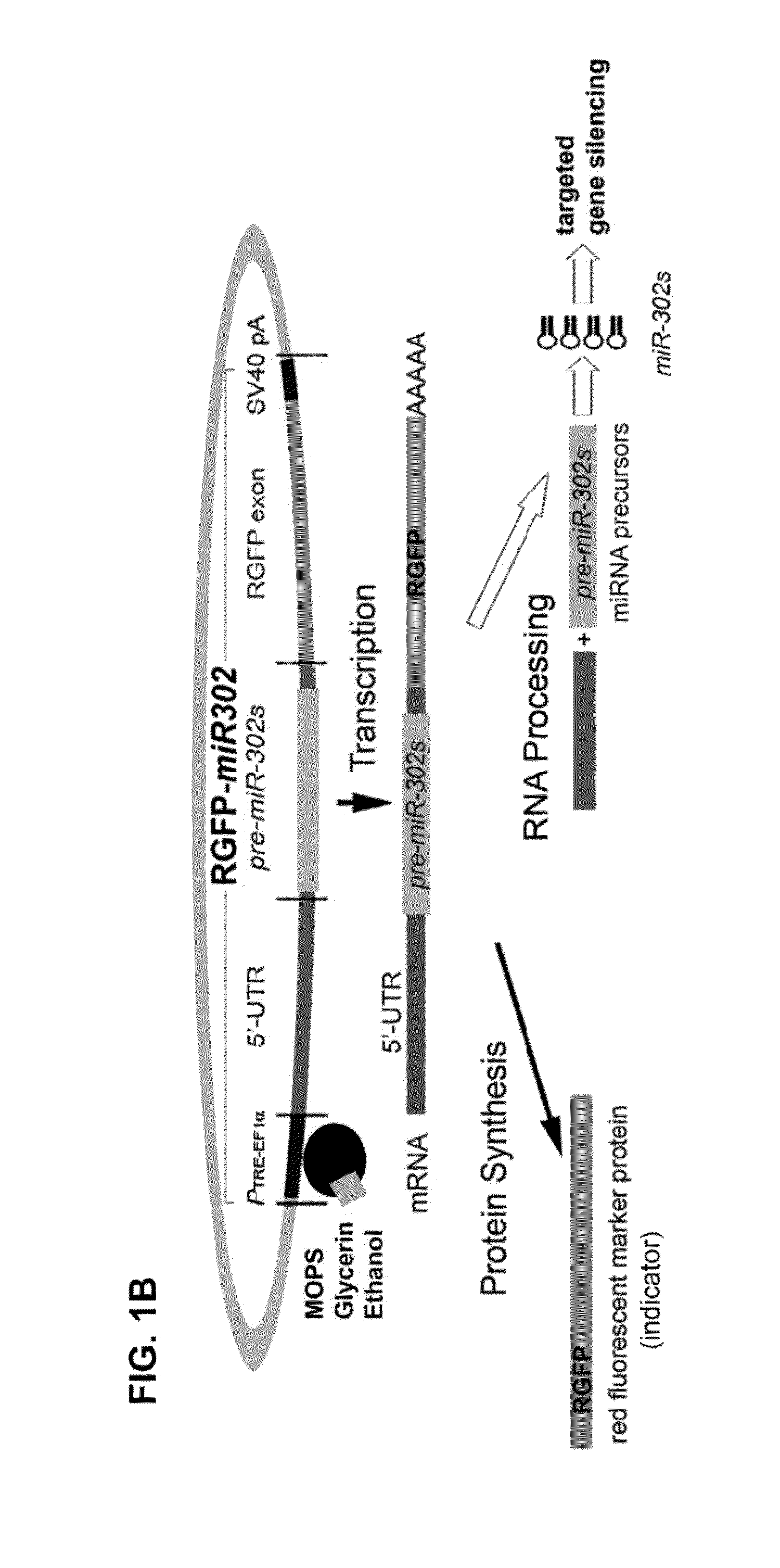 Composition for producing microrna precursors as drugs for enhancing wound healing and production method of the microrna precursors