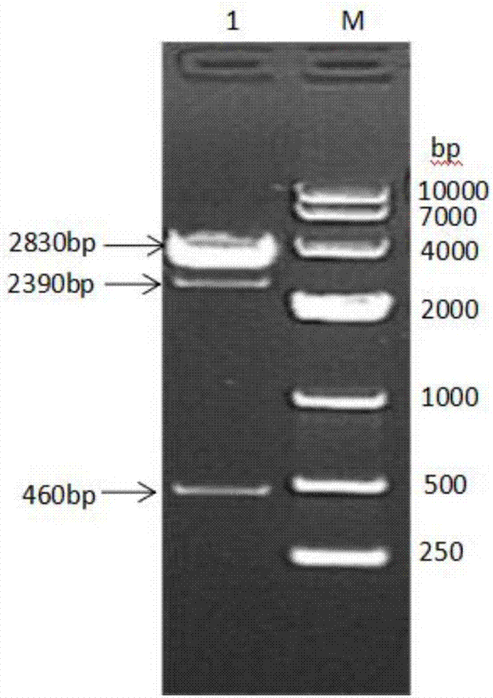 Fused protein composed of chicken albumin, chicken interferon gamma and chicken interleukin 2 and preparation method of fused protein