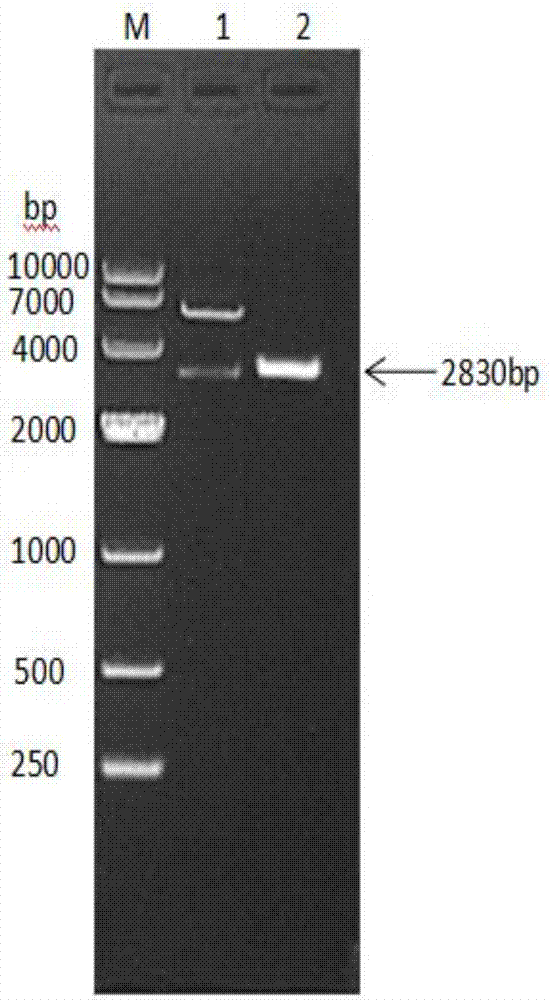 Fused protein composed of chicken albumin, chicken interferon gamma and chicken interleukin 2 and preparation method of fused protein