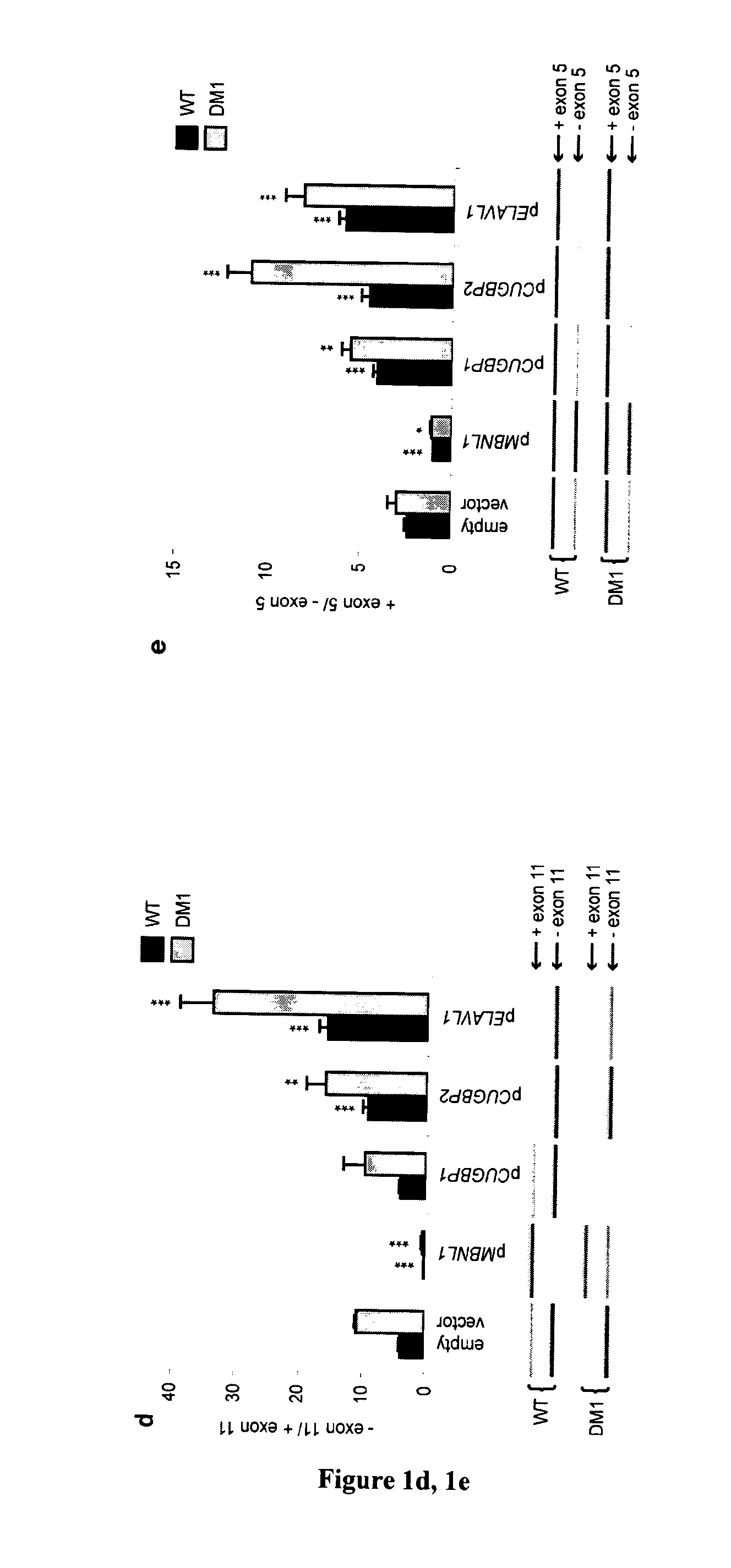 Methods and compositions comprising ampk activator (metformin/troglitazone) for the treatment of myotonic dystrophy type 1 (DM1)