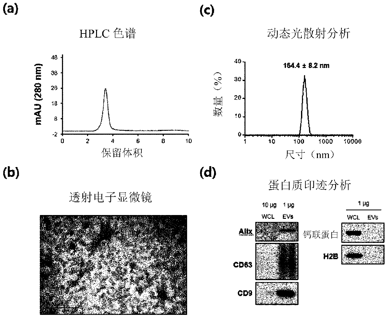 Method for isolating extracellular vesicle using hydrophobic interaction