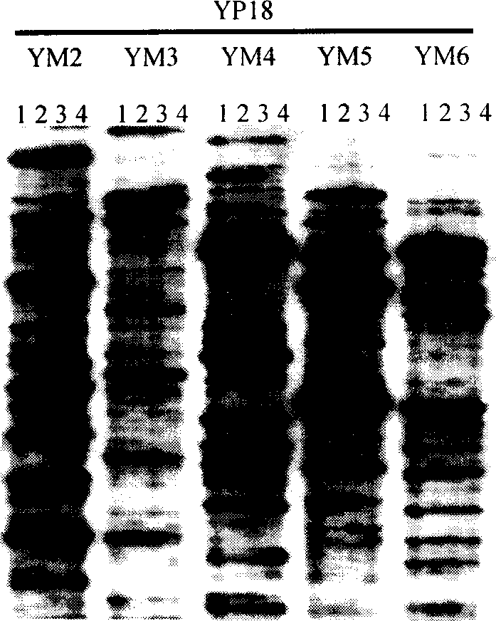 Wheat glycogen synthetase kinase gene