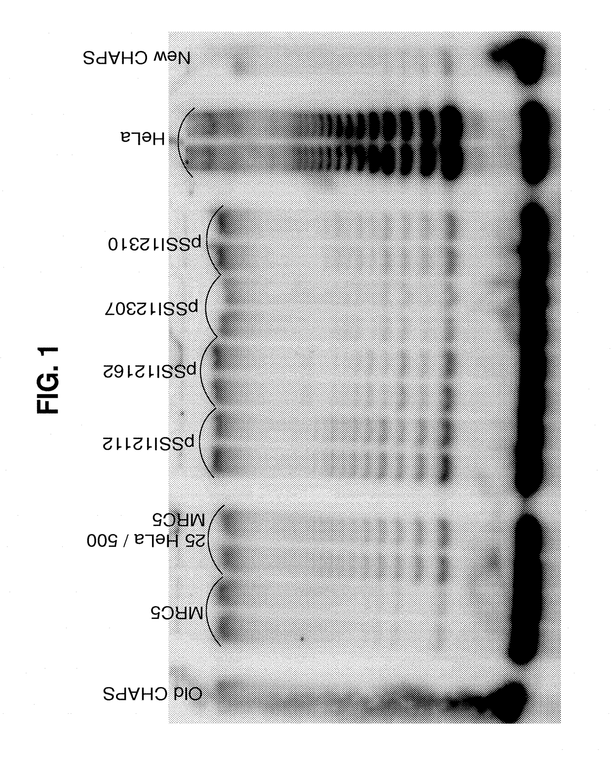 Enhancing Health in Mammals Using Telomerase Reverse Transcriptase Gene Therapy