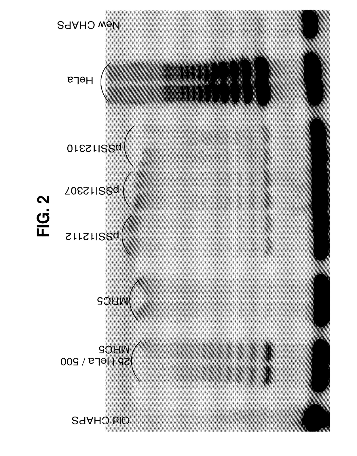 Enhancing Health in Mammals Using Telomerase Reverse Transcriptase Gene Therapy