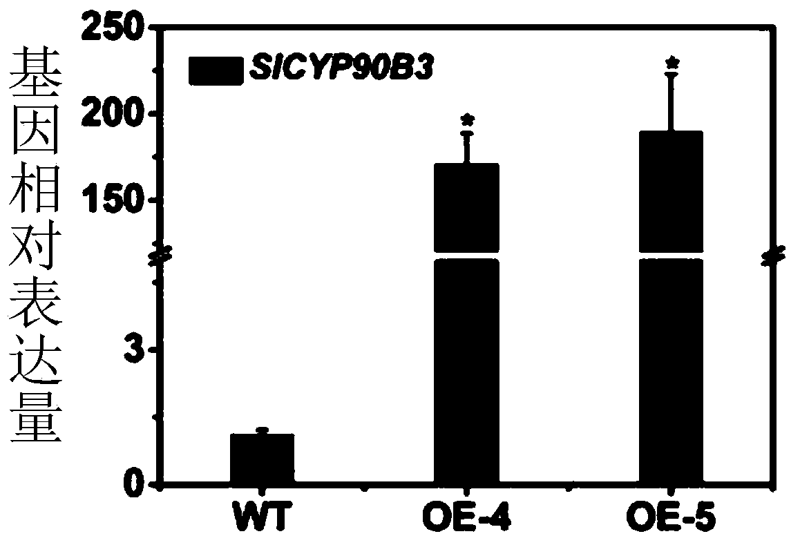 Tomato S1CYP90B3 gene and application thereof