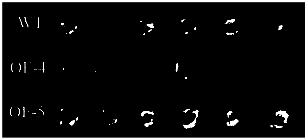 Tomato S1CYP90B3 gene and application thereof