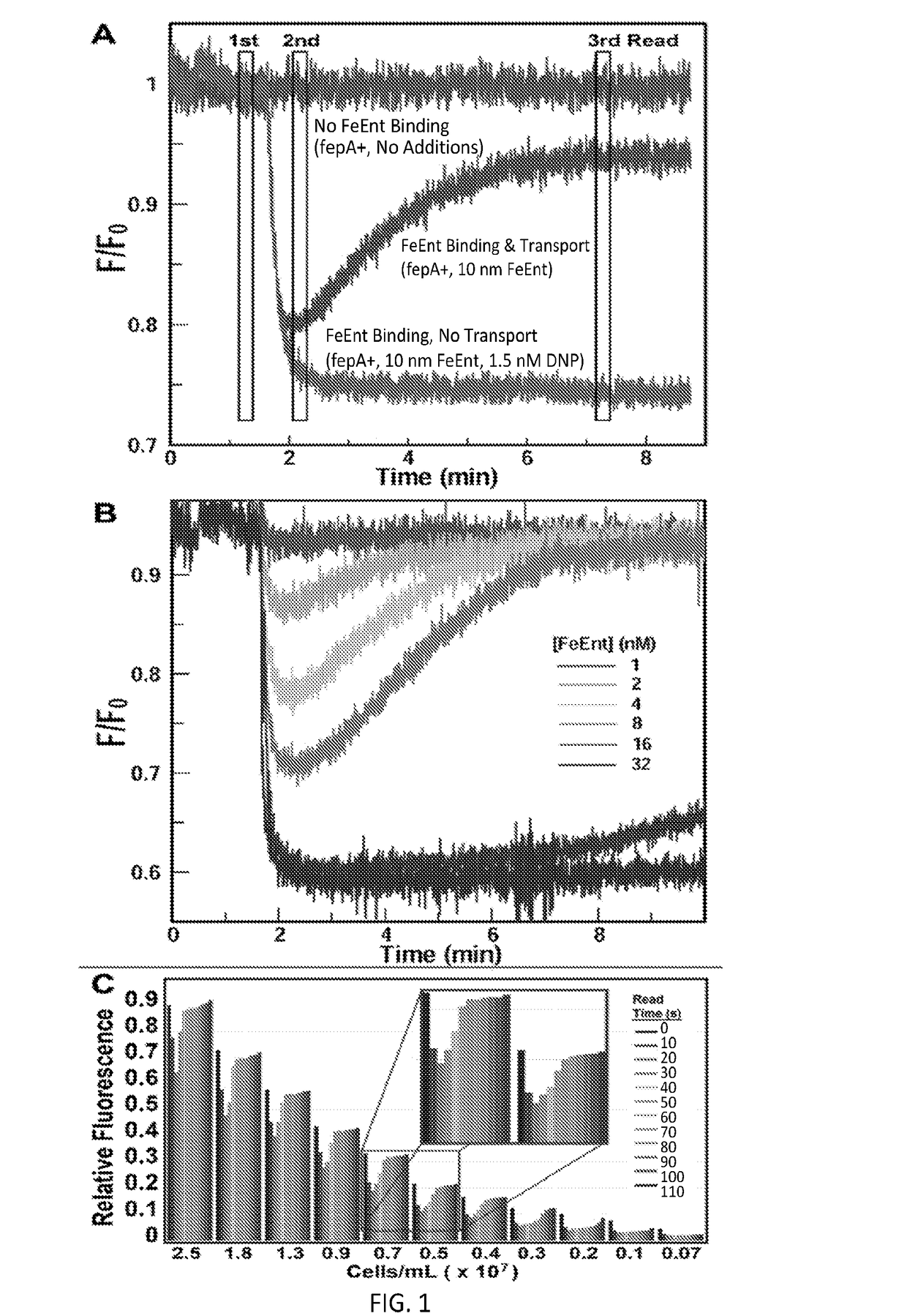 High-throughput fluorescent screening assay for inhibitors of gram-negative bacterial iron uptake