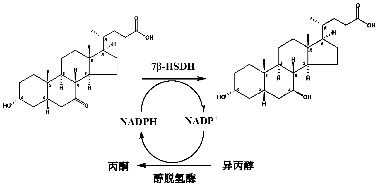 7β-hydroxysteroid dehydrogenase mutant, its application and synthesis method