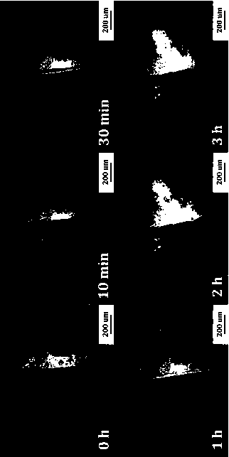 Room temperature intrinsic self-repairing elastomer material with super ductility and preparation method of room temperature intrinsic self-repairing elastomer material