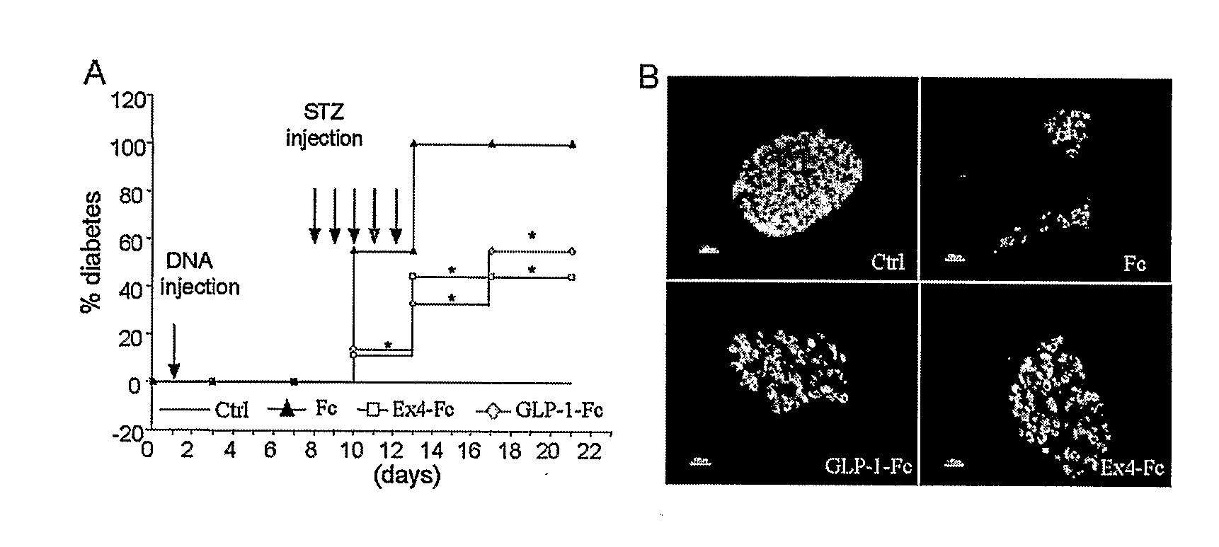 GLP/1/EXENDIN 4 IgG Fc FUSION CONSTRUCTS FOR TREATMENT OF DIABETES